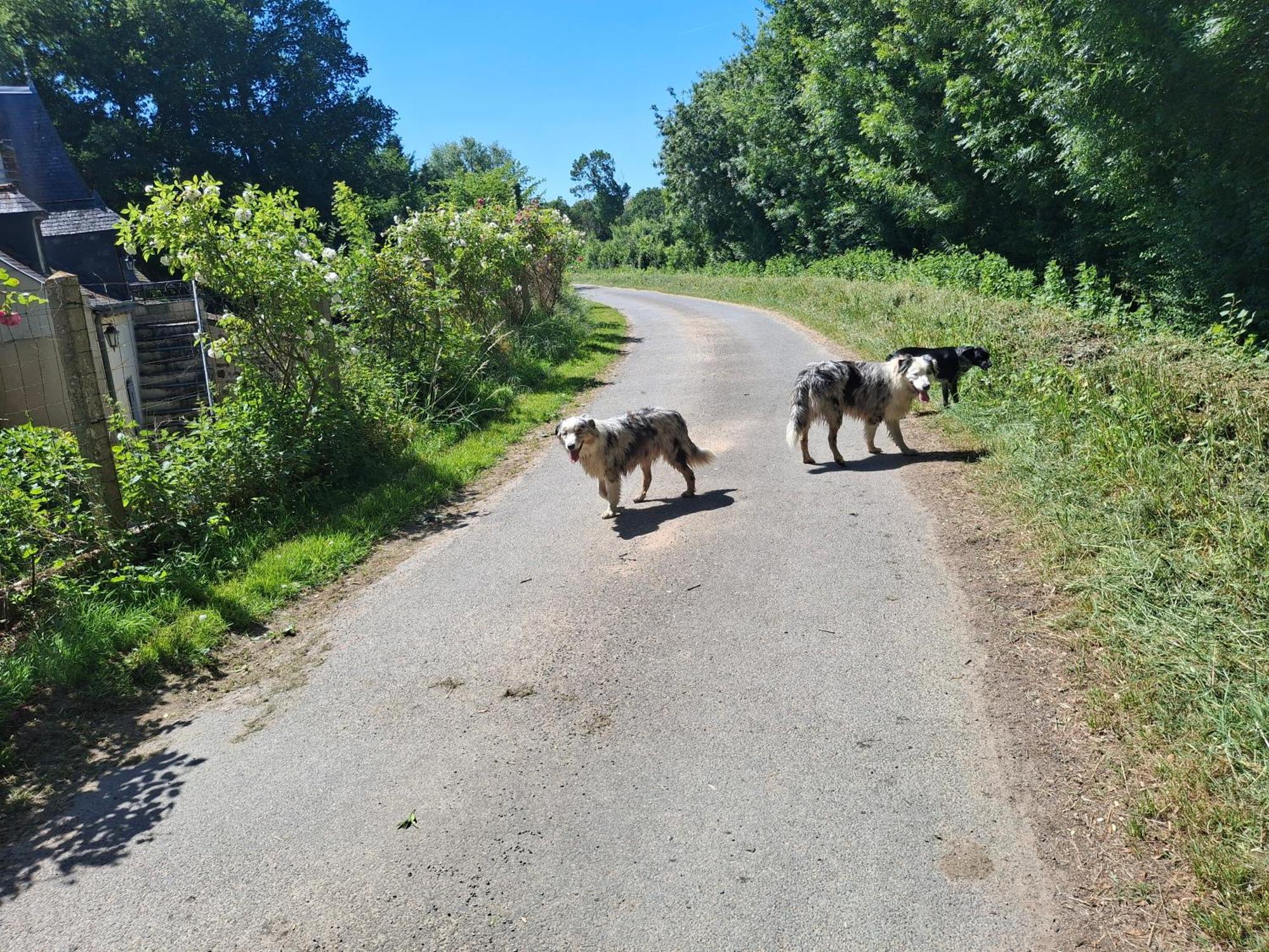 Le Mouton Panzió Blaison Kültér fotó